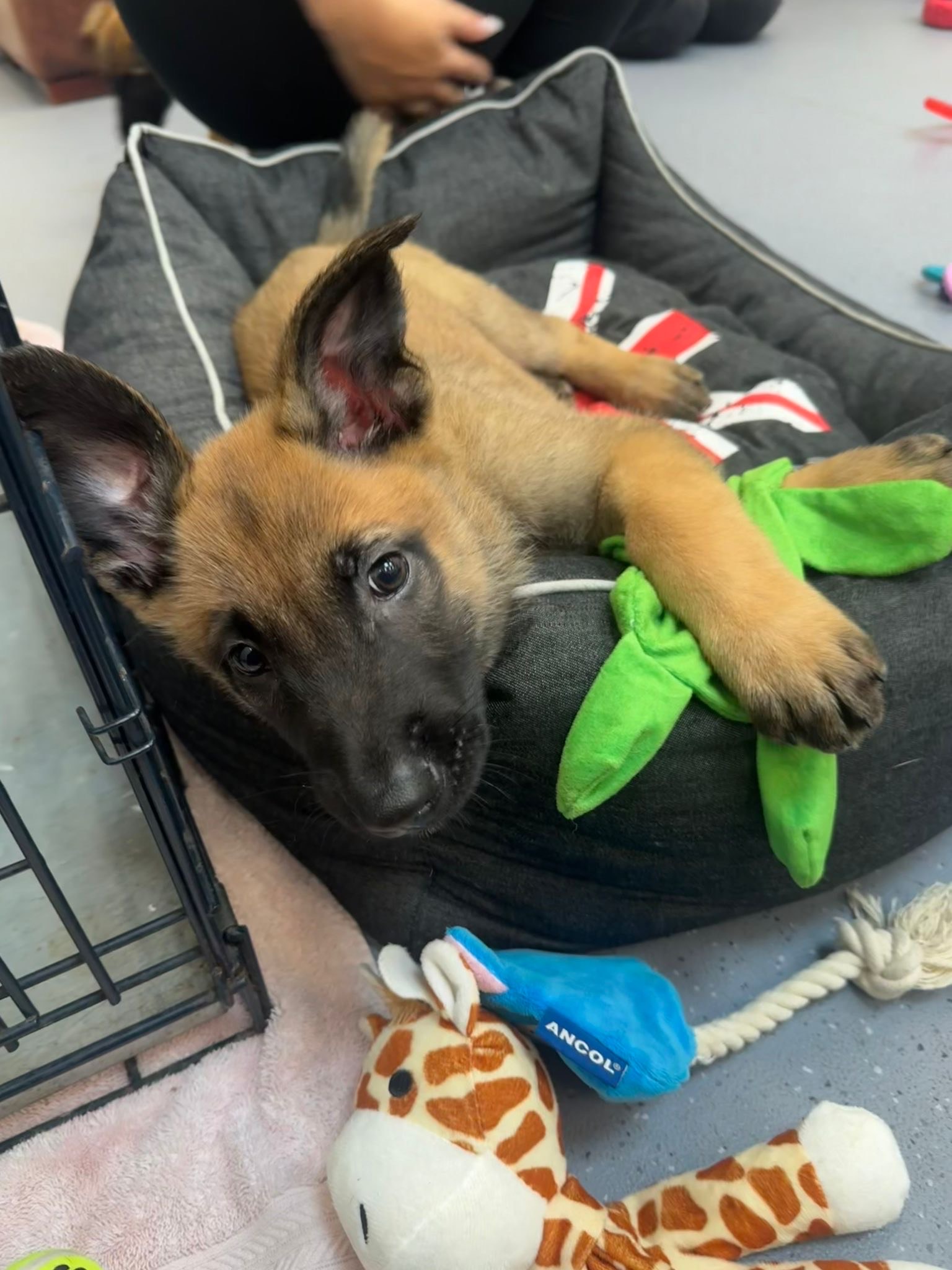 Volunteering at the dogs home